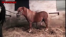 Witness the Unbelievable: A Horse With a Condom-Covered Penis