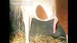 top videos free sex
