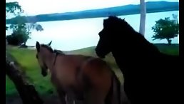 Nature Unleashed: An Unbridled Horse Fucking Orgy