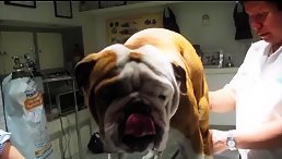 Unconditional Love: Smart Dogs Show Humans How to Love Without Limits