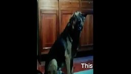 When the Floor Becomes a Bed: Mature Adult Wants to Get 'Down' with a Dog