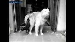 Unbelievable Scene: Tiny Dog Lucky Overpowered by Huge Beast