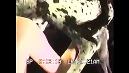 Big Dog Unleashing Passion on Brunette Girl - Watch for Free