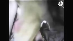 Owner Caught in the Middle of a Kinky Dog Sex Fucking Orgy - Shocking Animal Porn